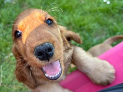 Male Golden Cocker Spaniel puppies in Cork