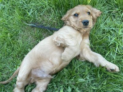 Male Golden Cocker Spaniel puppies in Cork