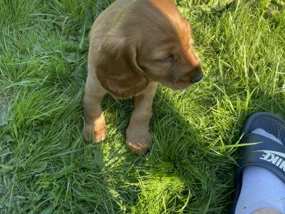 Male Golden Cocker Spaniel puppies in Cork