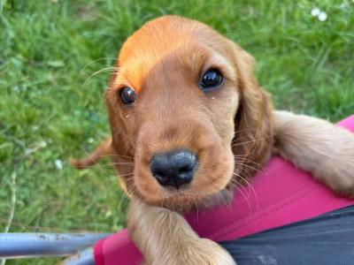 Male Golden Cocker Spaniel puppies in Cork