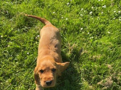 Male Golden Cocker Spaniel puppies in Cork