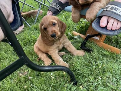 Male Golden Cocker Spaniel puppies in Cork