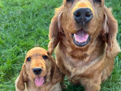 Male Golden Cocker Spaniel puppies in Cork