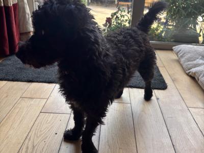 Female Westiepoo (West Highland Terrier x Poodle) in Kerry