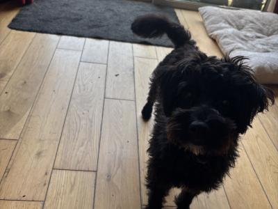 Female Westiepoo (West Highland Terrier x Poodle) in Kerry