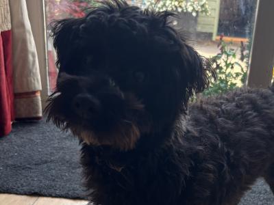Female Westiepoo (West Highland Terrier x Poodle) in Kerry