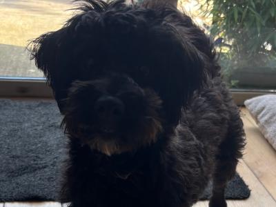 Female Westiepoo (West Highland Terrier x Poodle) in Kerry