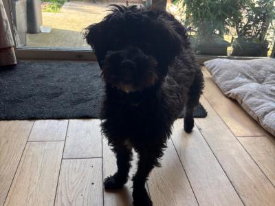 Luna is a female Westiepoo puppy 11 months old (West Highland Terrier x Poodle) in Kerry