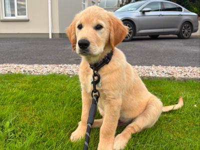Beautiful IKC Registered male Golden Retriever puppy in Donegal