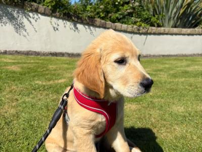 Beautiful IKC Registered male Golden Retriever puppy in Donegal
