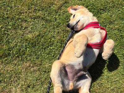 Beautiful IKC Registered male Golden Retriever puppy in Donegal