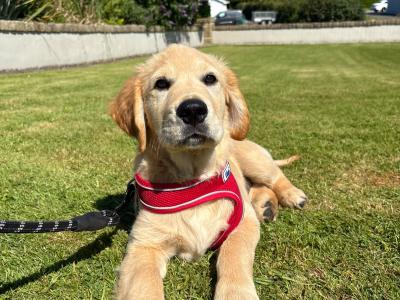 Beautiful IKC Registered male Golden Retriever puppy in Donegal