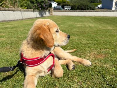 Beautiful IKC Registered male Golden Retriever puppy in Donegal