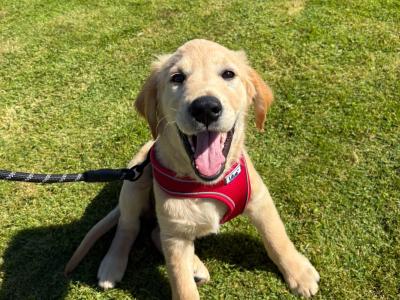 Beautiful IKC Registered male Golden Retriever puppy in Donegal