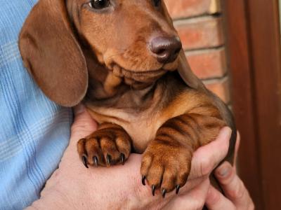 Smooth Coat miniature Dachshund puppies in Limerick for new homes