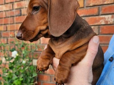 Smooth Coat miniature Dachshund puppies in Limerick for new homes