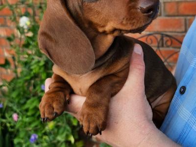 Smooth Coat miniature Dachshund puppies in Limerick for new homes