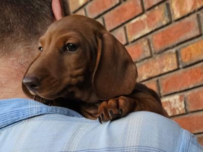 Smooth Coat miniature Dachshund puppies in Limerick for new homes