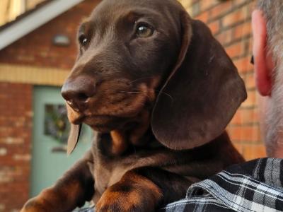 IKC Registered Dachshund Smooth Haired Miniature male puppy for a new home