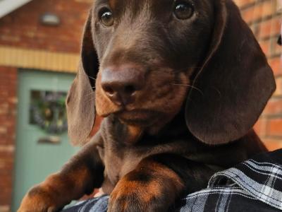 IKC Registered Dachshund Smooth Haired Miniature male puppy for a new home