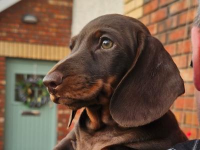 IKC Registered Dachshund Smooth Haired Miniature male puppy for a new home