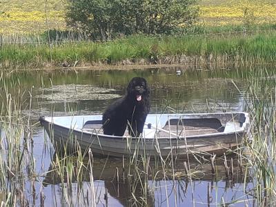 Newfoundland X puppies in Leitrim