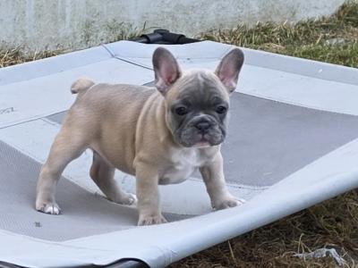Purebred French Bulldog puppies in Carlow