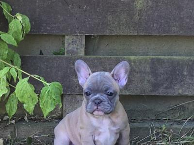 Purebred French Bulldog puppies in Carlow