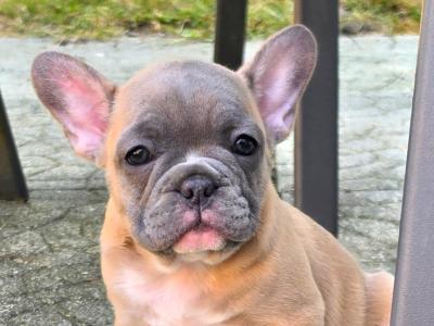 Purebred French Bulldog puppies in Carlow