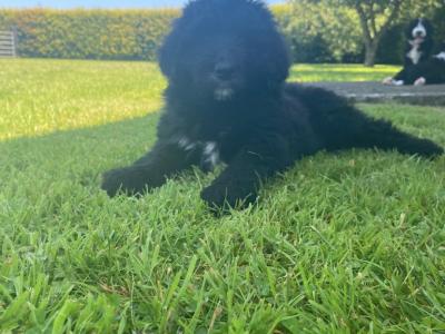 Bernadoodle puppies in Kilkenny