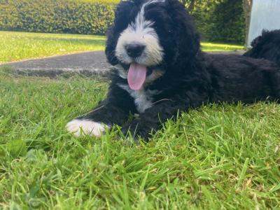 Bernadoodle puppies in Kilkenny