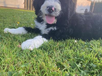 Bernadoodle puppies in Kilkenny