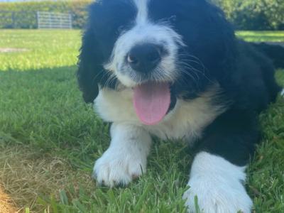Bernadoodle puppies in Kilkenny