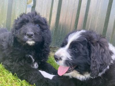 Bernadoodle puppies in Kilkenny