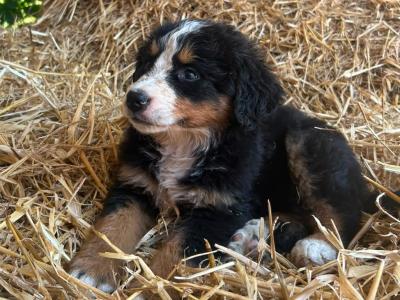Beautiful IKC Registered Bernese Mountain Dog puppies in Wicklow