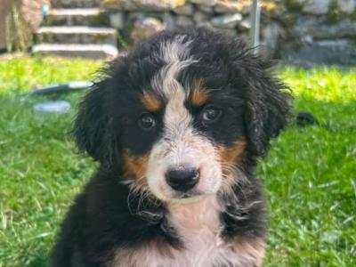 Beautiful IKC Registered Bernese Mountain Dog puppies in Wicklow