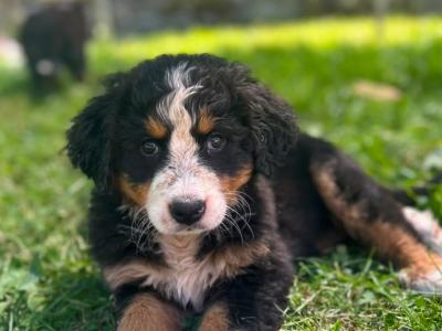Beautiful IKC Registered Bernese Mountain Dog puppies in Wicklow