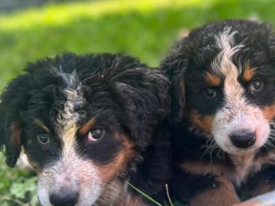 Beautiful IKC Registered Bernese Mountain Dog puppies in Wicklow