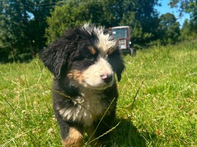 Beautiful IKC Registered Bernese Mountain Dog puppies in Wicklow