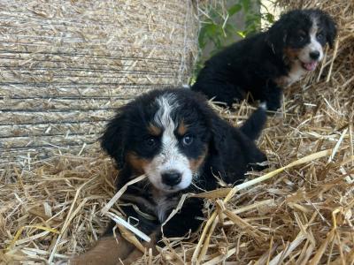 Beautiful IKC Registered Bernese Mountain Dog puppies in Wicklow