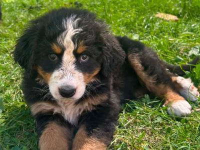 Beautiful IKC Registered Bernese Mountain Dog puppies in Wicklow