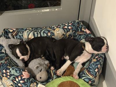 IKC Registered (pending) Boston Terrier puppies in Westmeath