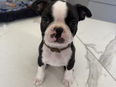 IKC Registered (pending) Boston Terrier puppies in Westmeath