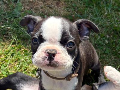 IKC Registered (pending) Boston Terrier puppies in Westmeath