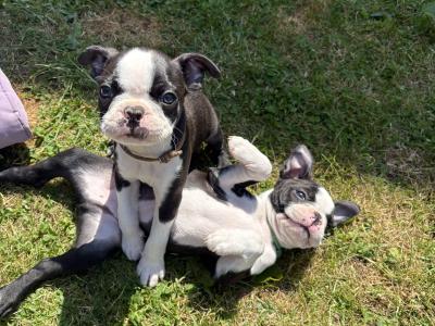 IKC Registered (pending) Boston Terrier puppies in Westmeath