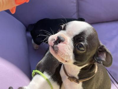 IKC Registered (pending) Boston Terrier puppies in Westmeath