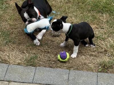 IKC Registered (pending) Boston Terrier puppies in Westmeath
