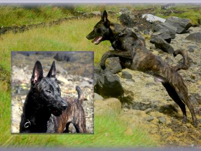Exceptional & unique Belgian Shepherd x dog for stud