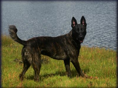 Exceptional & unique Belgian Shepherd x dog for stud