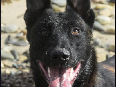 Exceptional & unique Belgian Shepherd x dog for stud